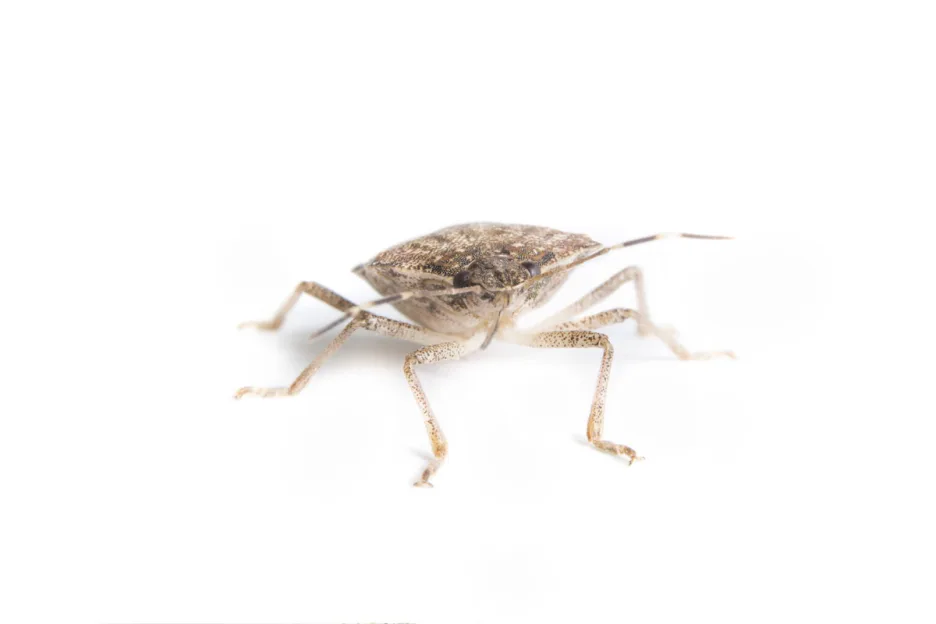 Bed Bugs In The Office